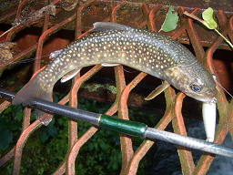 岩魚