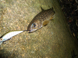 岩魚1