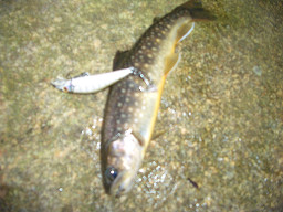 岩魚2