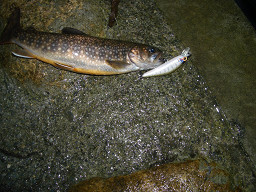 岩魚3