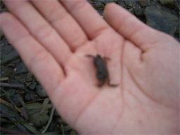 カニです