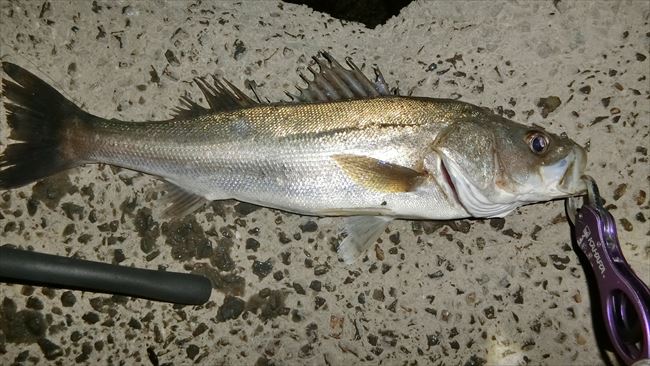 餻̣