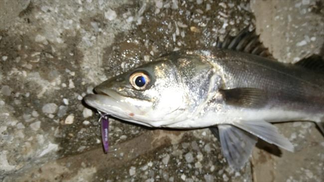 餤ΥХ