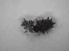 さくま青果の釣り日誌-ナマコ