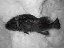 さくま青果の釣り日誌-クロソイ