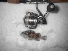 さくま青果の釣り日誌-チビソイ