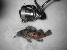 さくま青果の釣り日誌-チビソイ