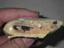 さくま青果の釣り日誌-ブリトー+トリュフ