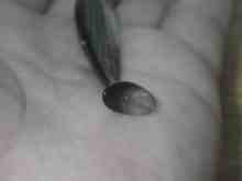 さくま青果の釣り日誌-フラッシュJハドル