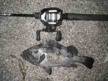 さくま青果の釣り日誌-クロソイ