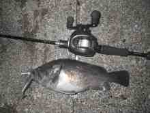 さくま青果の釣り日誌-クロソイ