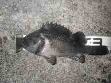 さくま青果の釣り日誌-クロソイ