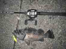 さくま青果の釣り日誌-クロソイ