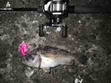 �������Ĳ̤��������-��������