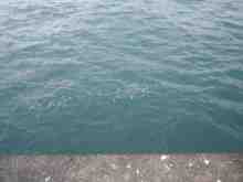 �������Ĳ̤��������-�͸���