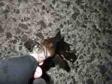 �������Ĳ̤��������-����