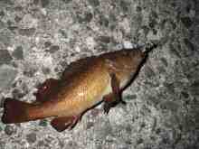 �������Ĳ̤��������-����