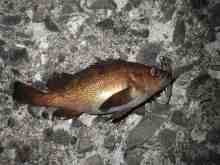 �������Ĳ̤��������-����