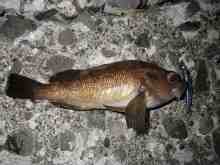 �������Ĳ̤��������-����