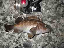 �������Ĳ̤��������-����