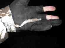 �������Ĳ̤��������-(�ѥ�桼�ե��ꥢ