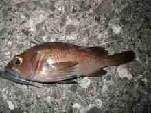 �������Ĳ̤��������-����