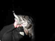 �������Ĳ̤��������-��������