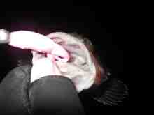 �������Ĳ̤��������-��������