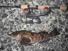 さくま青果の釣り日誌-アブラコ