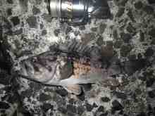 さくま青果の釣り日誌-クロソイ