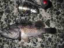 さくま青果の釣り日誌-クロソイ