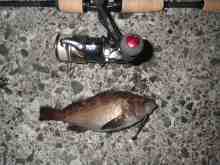 �������Ĳ̤��������-����