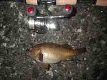 �������Ĳ̤��������-����