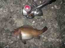 �������Ĳ̤��������-����