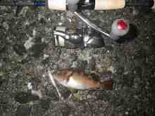 さくま青果の釣り日誌-ガヤ