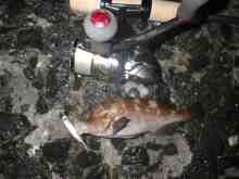 さくま青果の釣り日誌-ガヤ