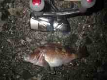 さくま青果の釣り日誌-ガヤ