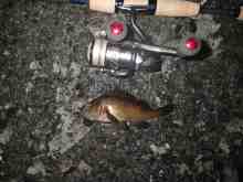 さくま青果の釣り日誌-ガヤ