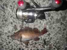 �������Ĳ̤��������-����