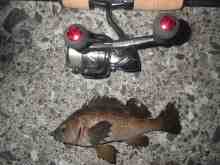 �������Ĳ̤��������-����