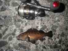 �������Ĳ̤��������-����