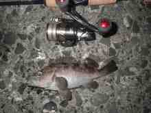 �������Ĳ̤��������-����