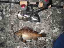 �������Ĳ̤��������-����