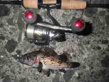 �������Ĳ̤��������-����