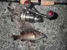 �������Ĳ̤��������-����