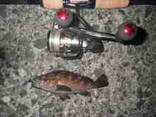 �������Ĳ̤��������-����