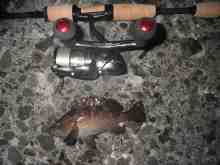 �������Ĳ̤��������-����