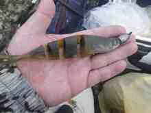 �������Ĳ̤��������-����Х���