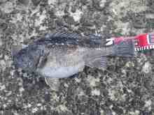 �������Ĳ̤��������-��������