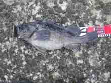 �������Ĳ̤��������-��������